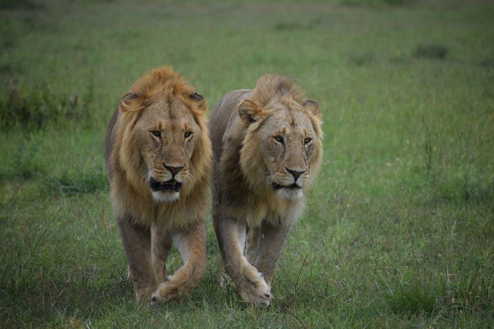 Brotherhood