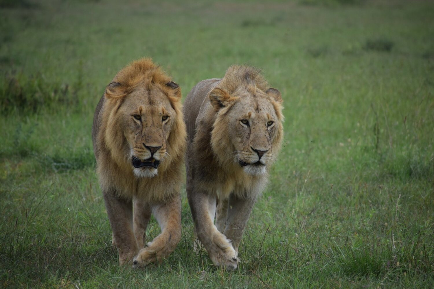 Brotherhood