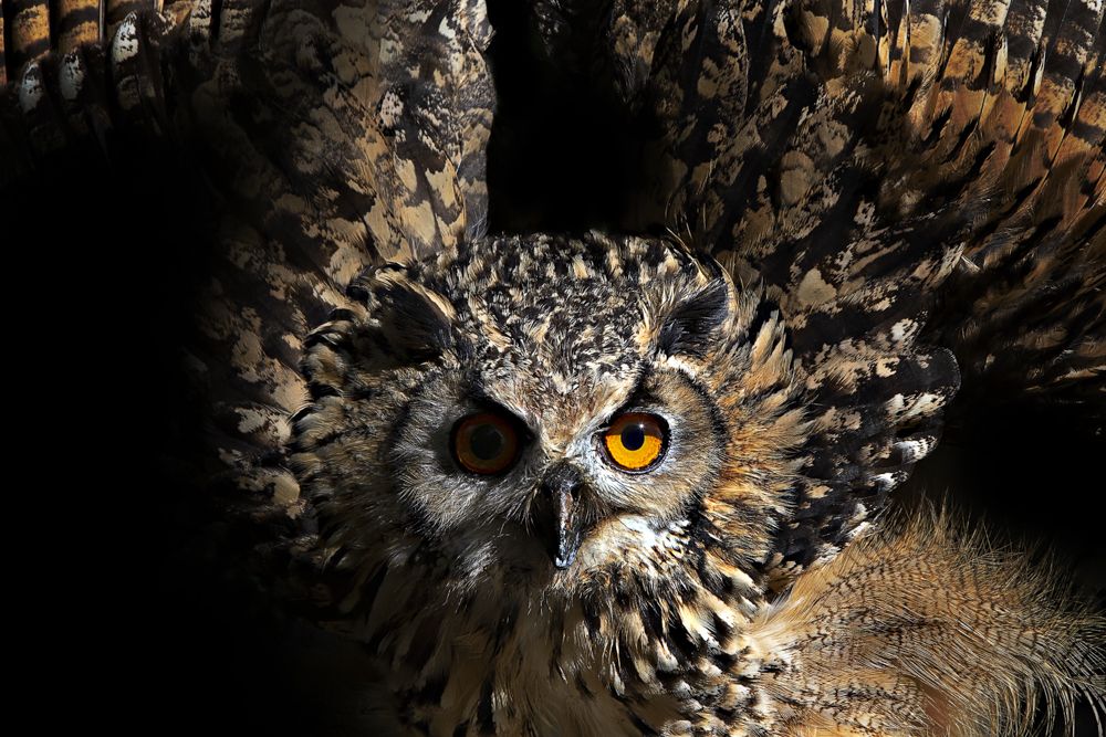 Eagle owl's flapping