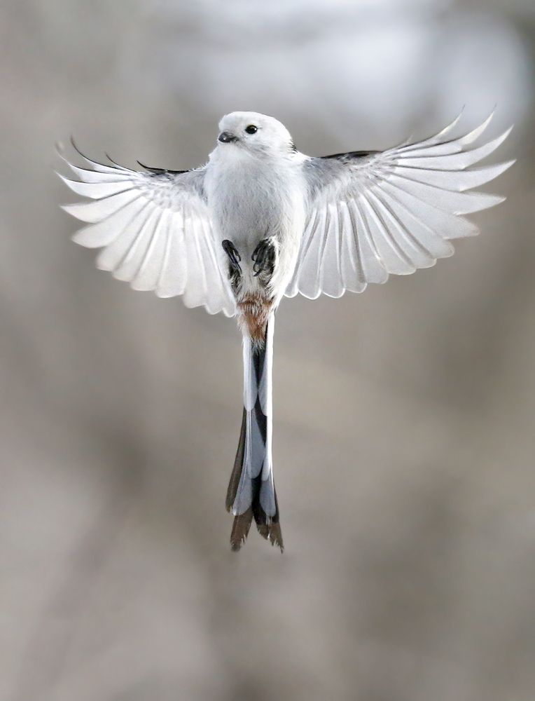 Angel of the snow country
