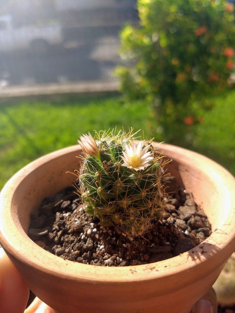 Cacto