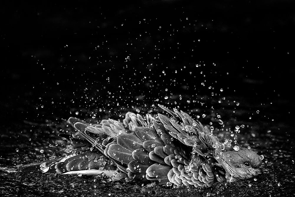 A pigeon's bathing