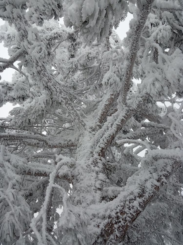 Заснеженная ель