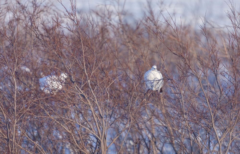 Зимняя куропатка в тундре