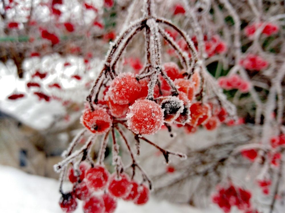 Ягода-Калина