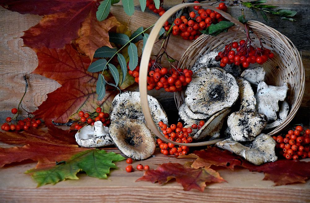 Лесные дары