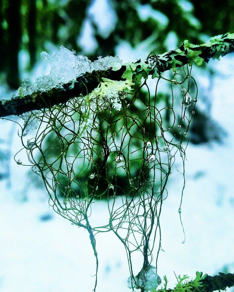 Сказки леса