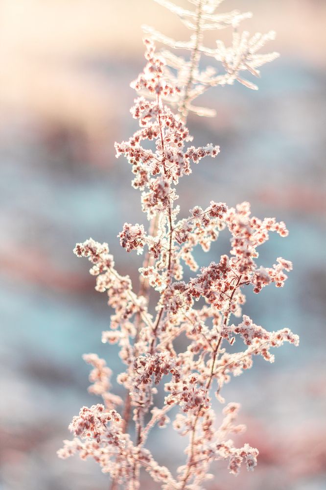 Ванильный закат