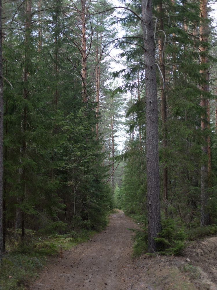 Там на неведомых дорожках