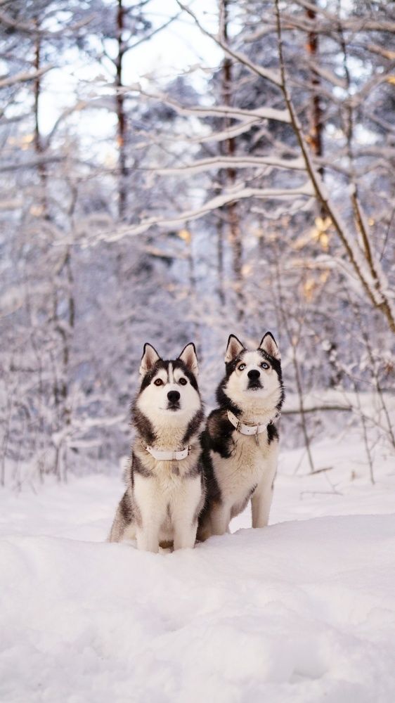 Зимняя сказка