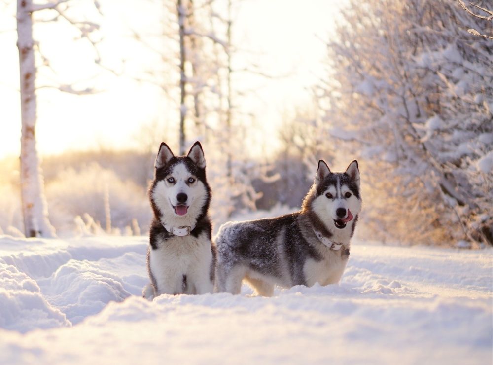Рассвет в зимнем лесу