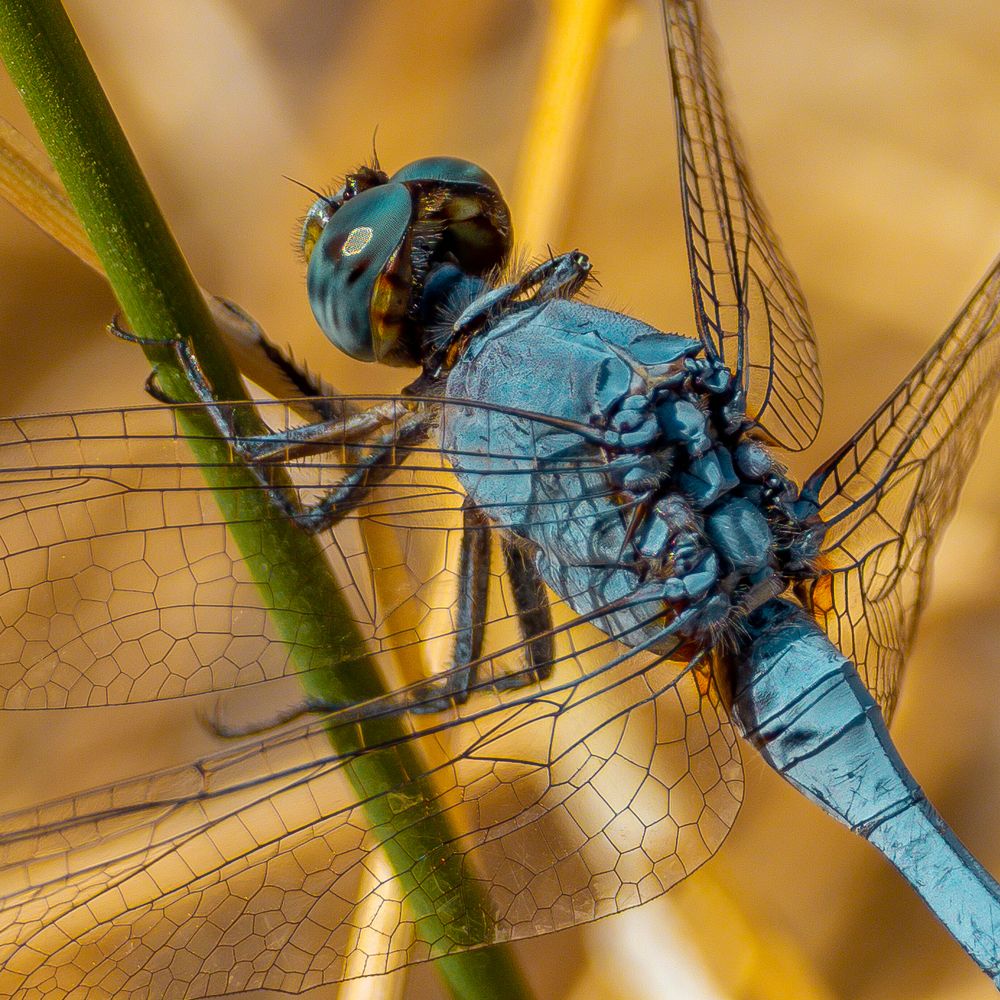 Orthetrum chrysostigma, Epaulet Skimmer, שפירית כחולה, Rahmstreif-Blaupfeil