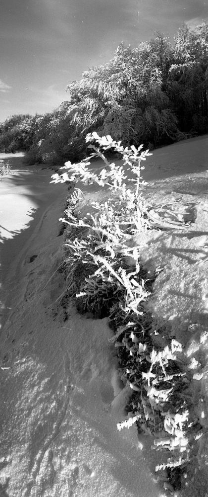 Игольчатая изморозь 2