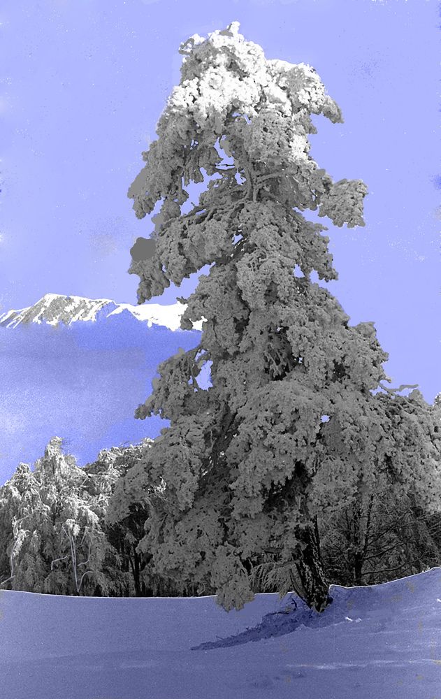 Сосна на фоне Чаыр-дага