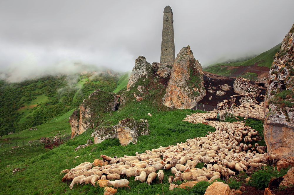 Выгон овец на пастбище..