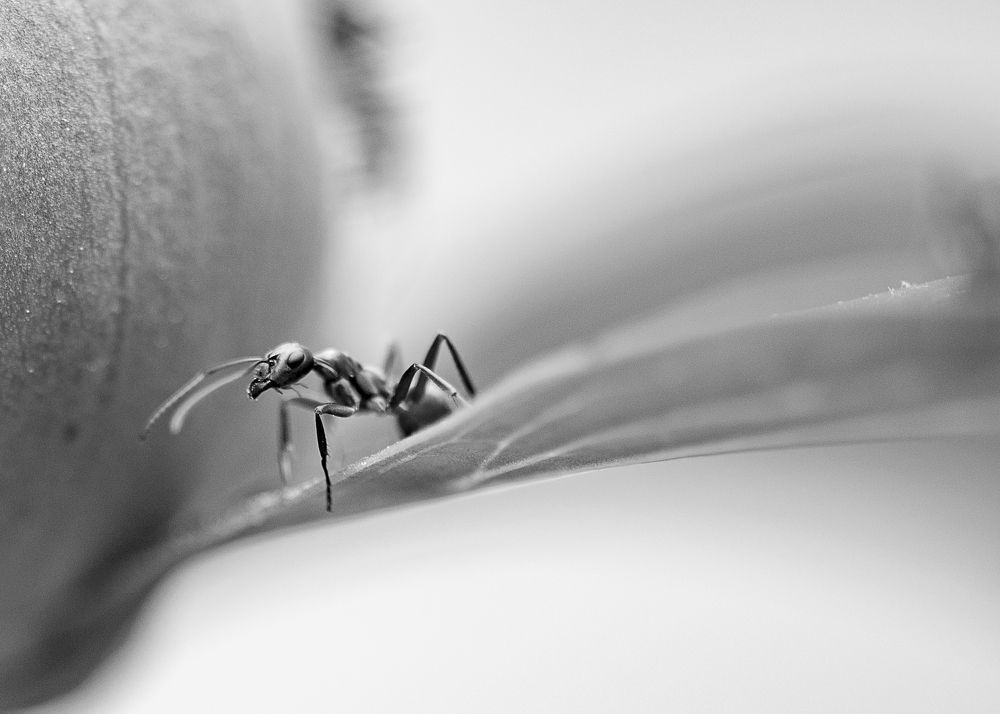 The Little Ant That Could