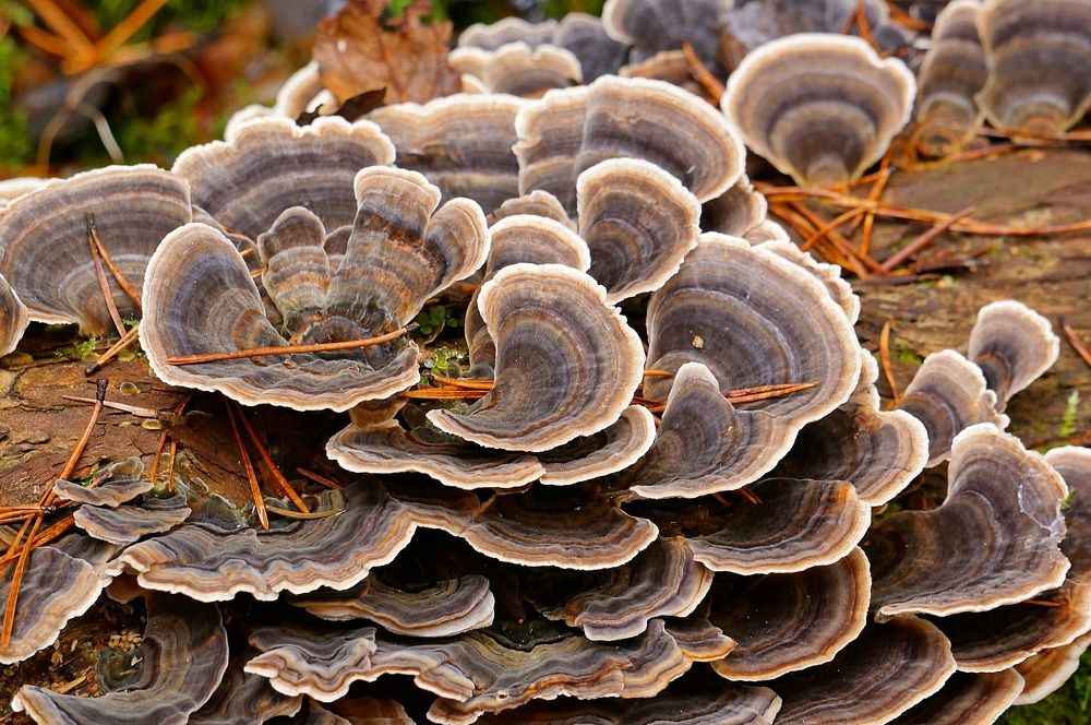 Траметес разноцветный (Trametes versicolor)