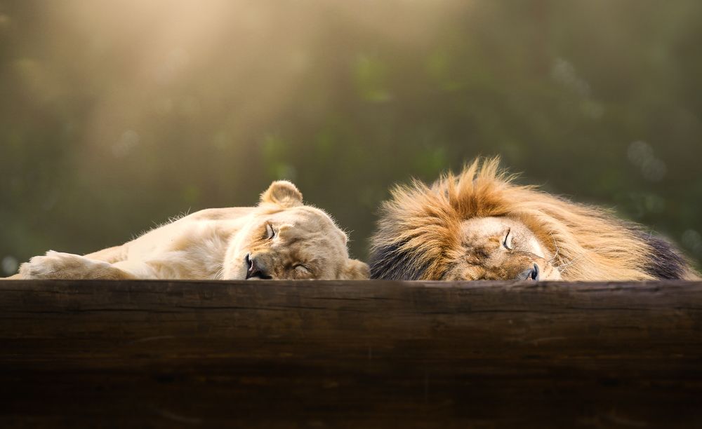 Sleeping Lions