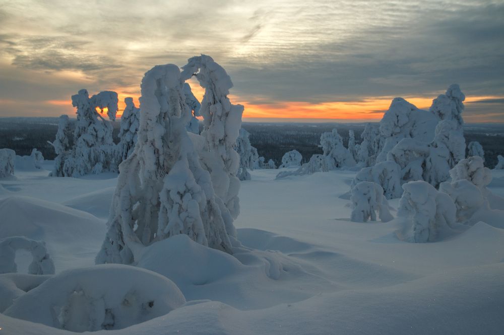 Снежные звери