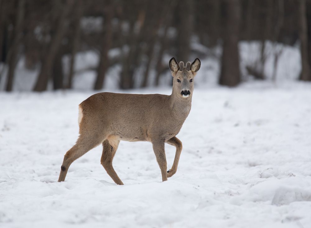 Осторожность