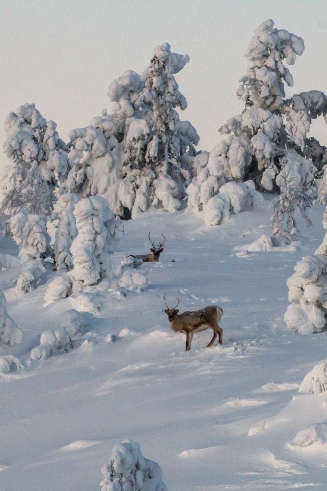 Среди снегов