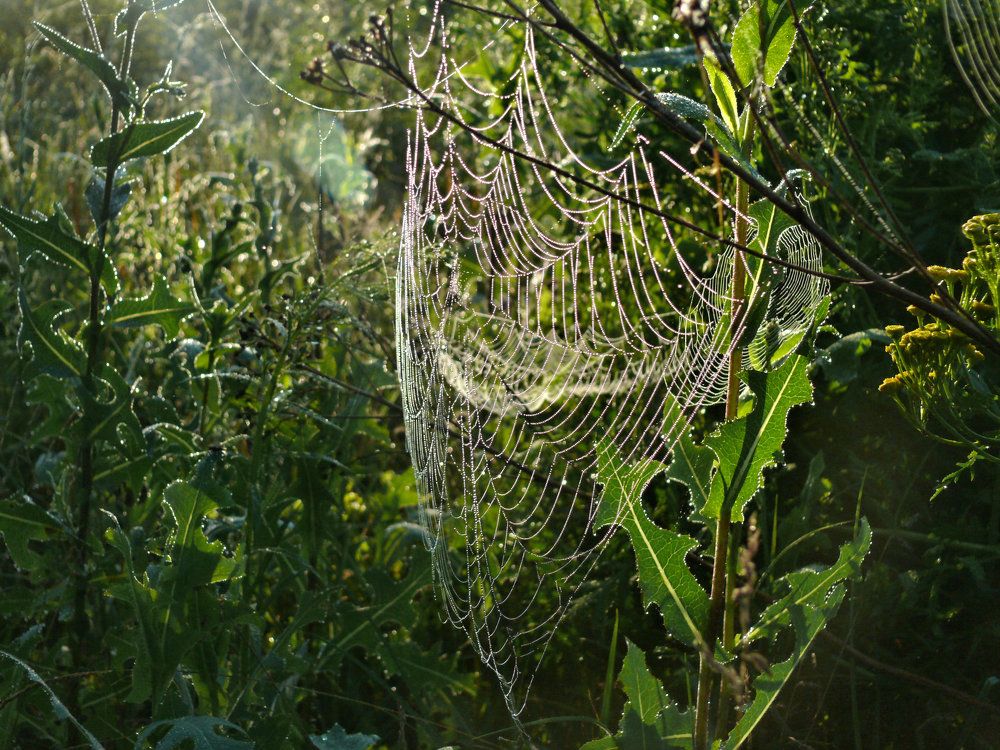 Чудеса Матушки природы .
