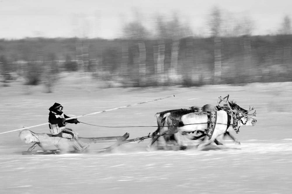 гонка на оленьих упряжках