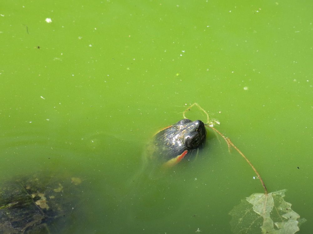 Плывущая с листком.