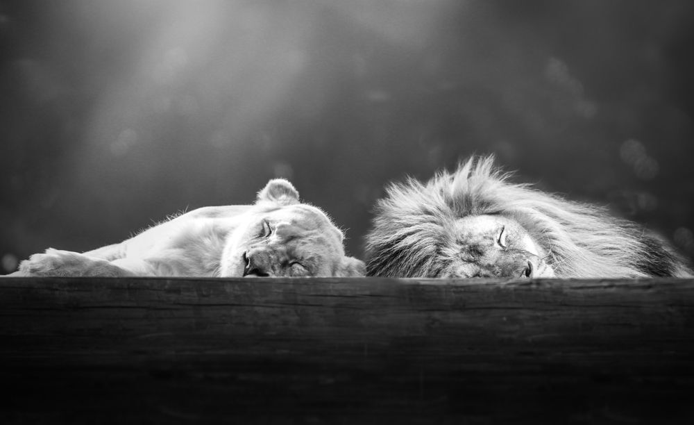 Sleeping Lions