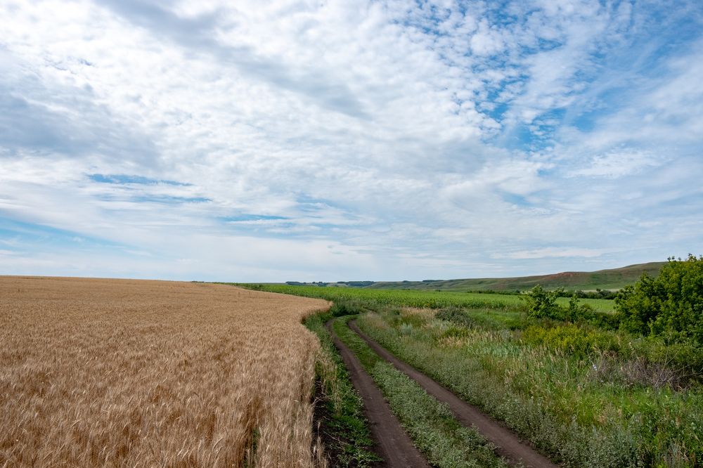Harvest time. Время жатвы.