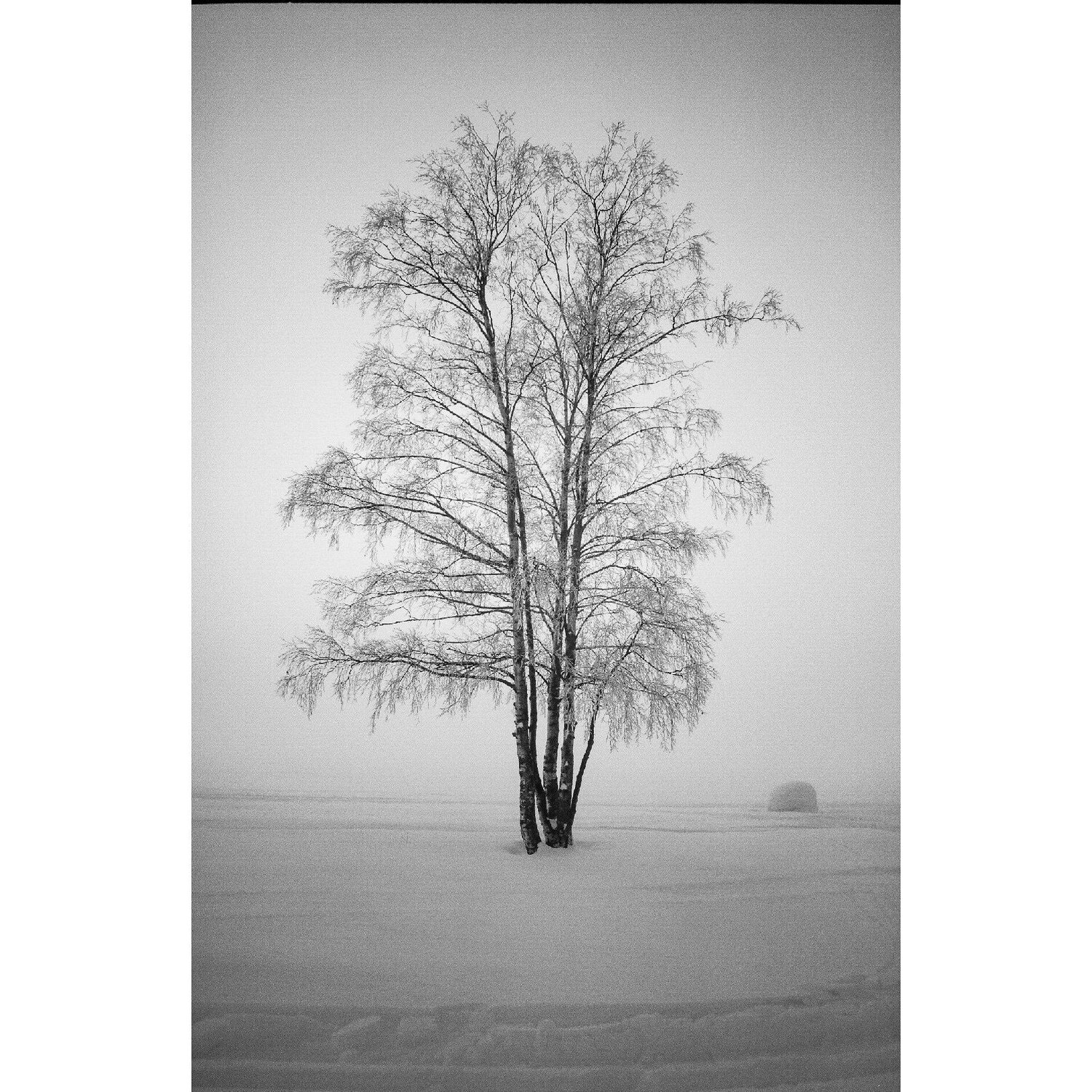 Зимний туман