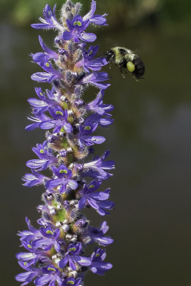 bee