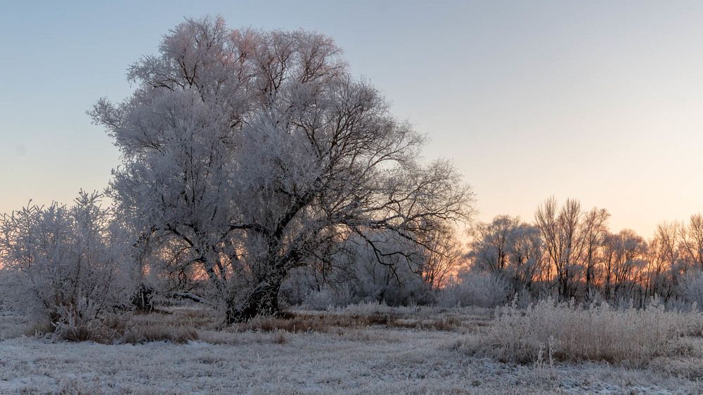 Мороз снежком укутал..