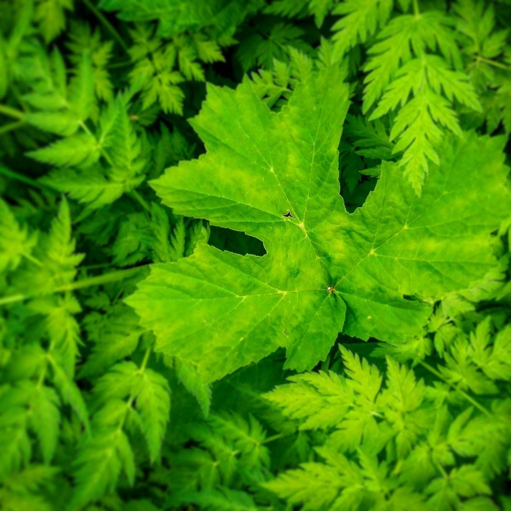 Деревенская красота