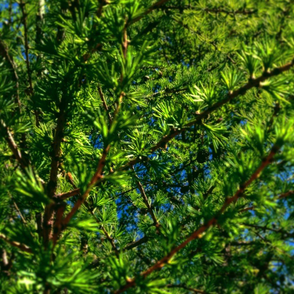 Красота деревьев