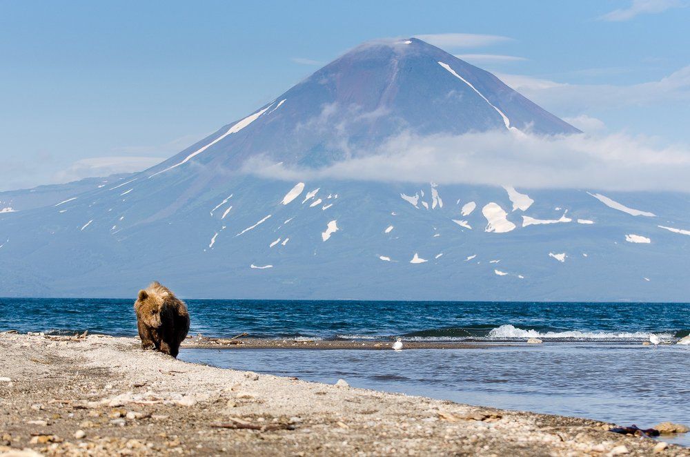 Одинокий медвежонок