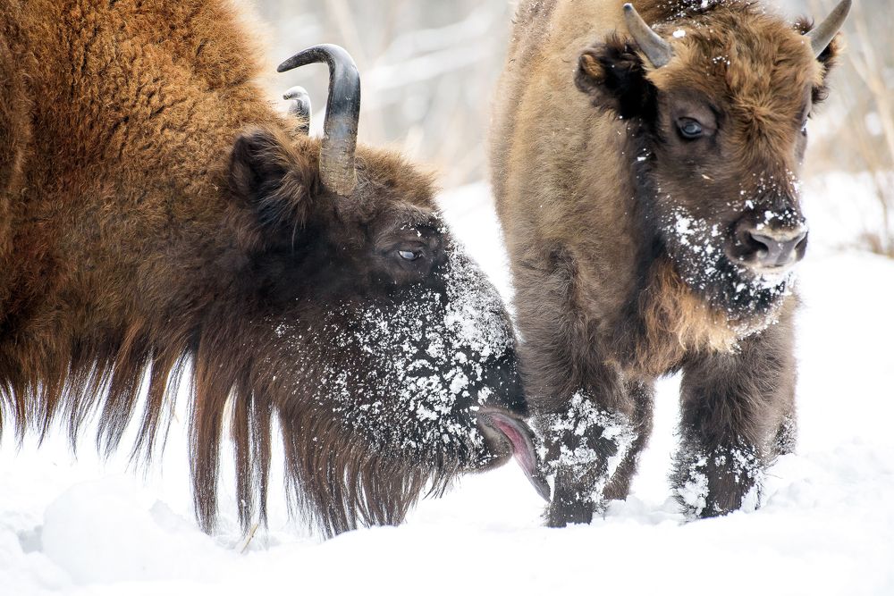 Материнская забота