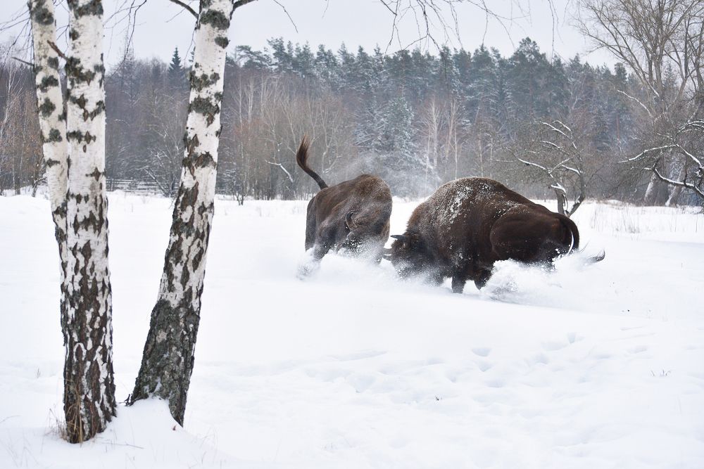 Борьба за самку
