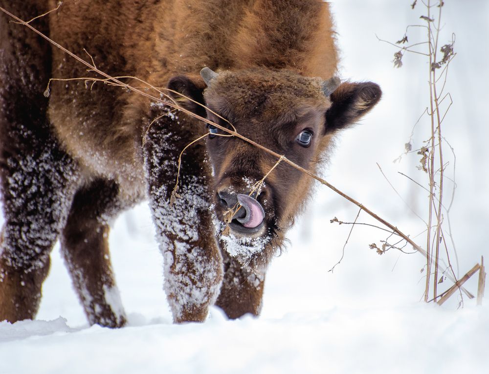 Скудная трапеза