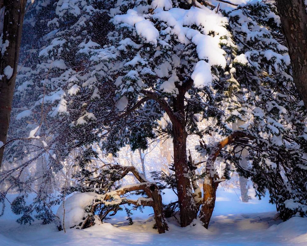 Снежная сказка