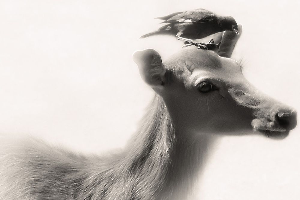 Крылатый доктор.