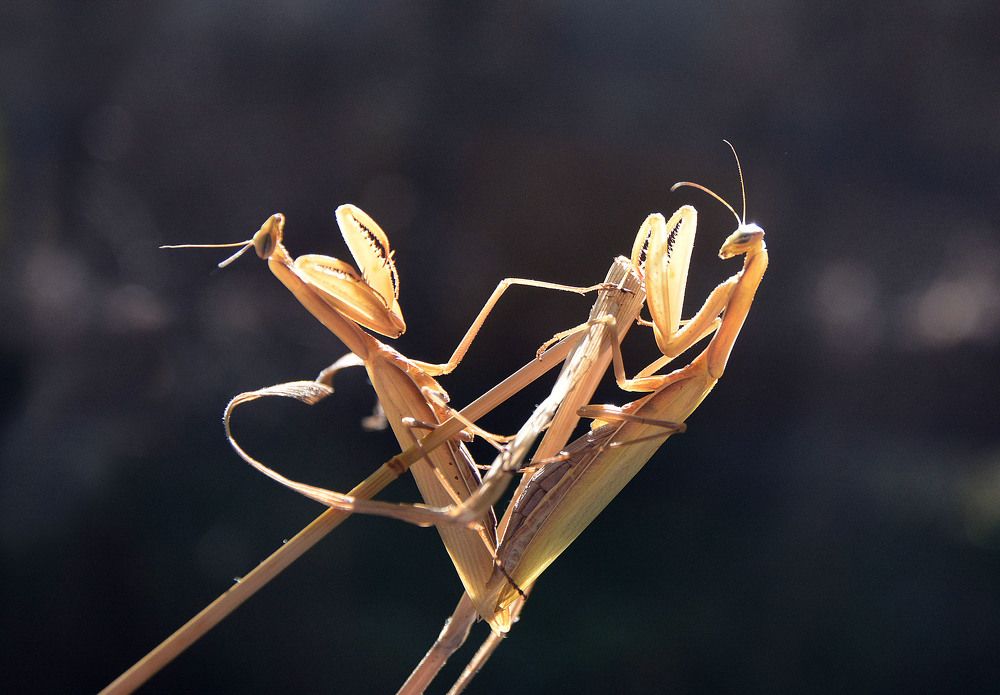 Photograph by Нелли Солодовникова