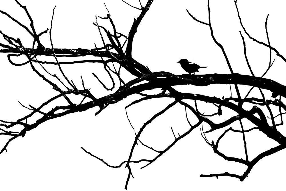Bird and Tree