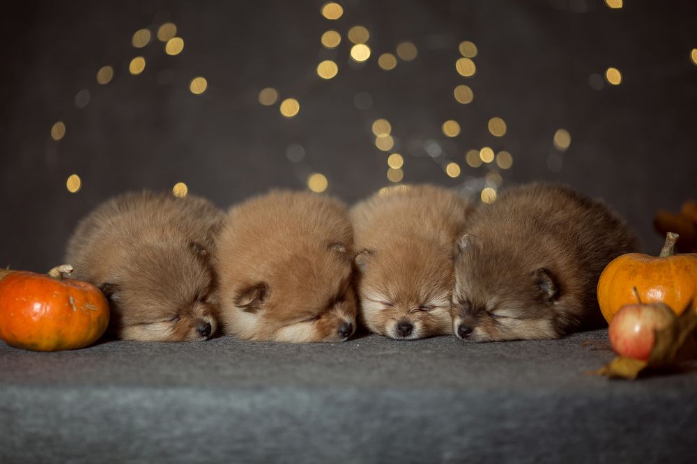 Photograph by Елена Сафронова