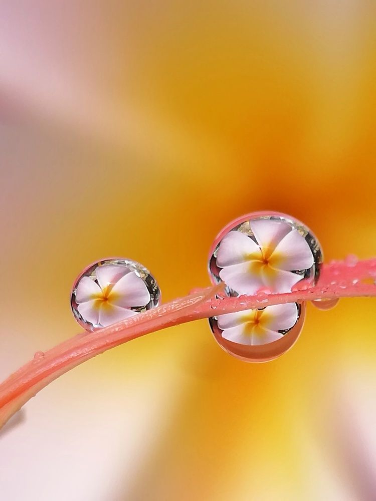 Droplets of love