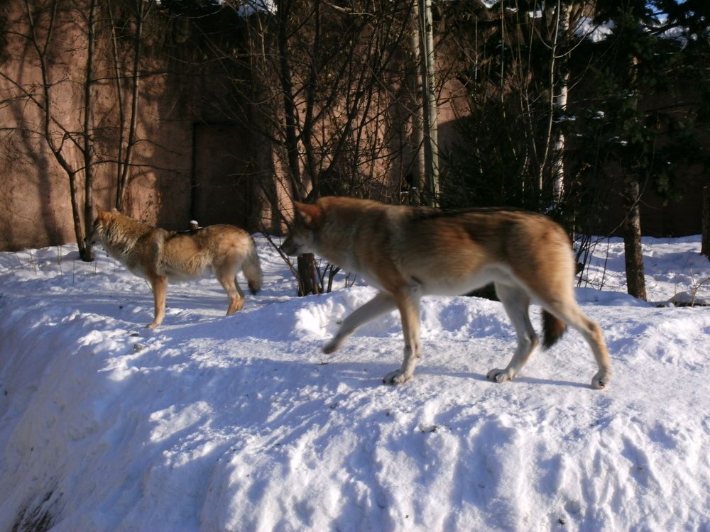 Волки