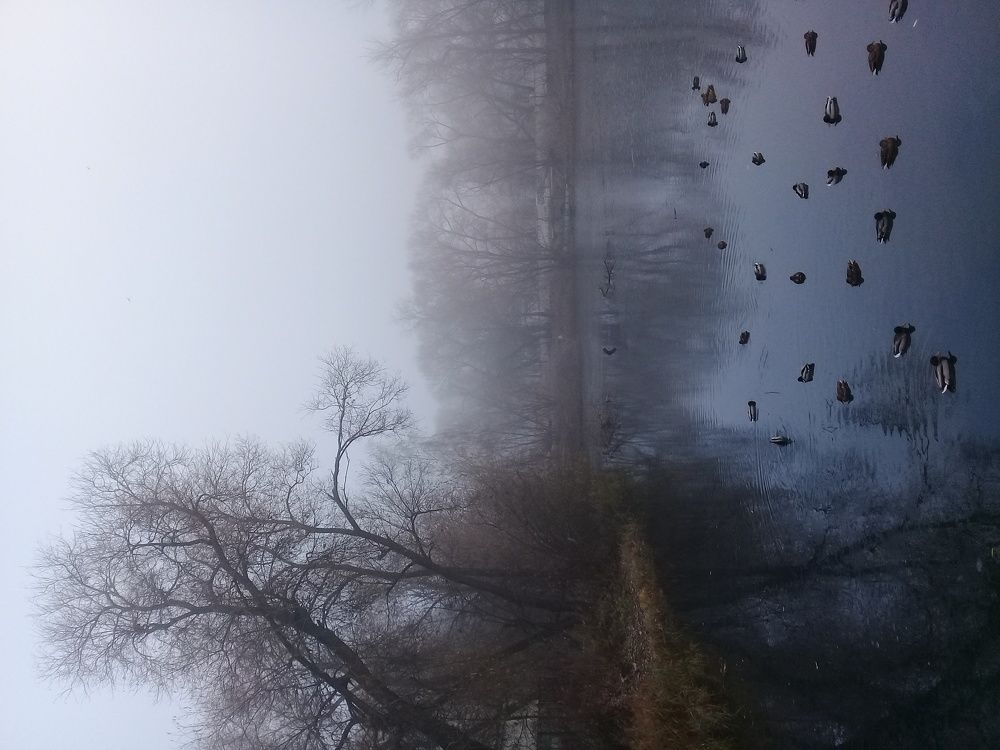 Туман