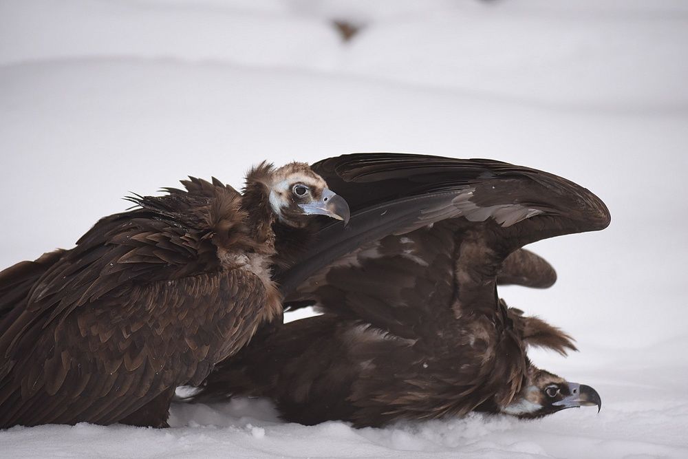 Black Vultures on snow
