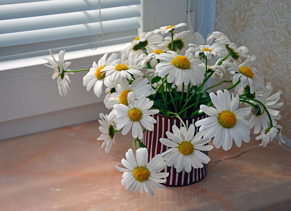 Ромашковое настроение