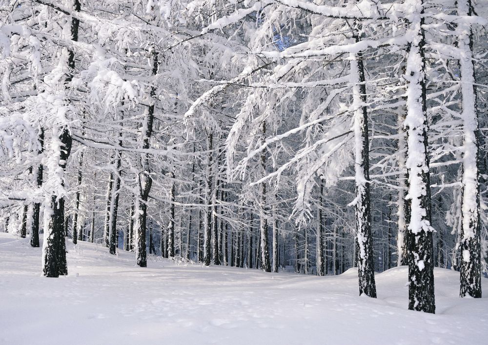 Стройный лес